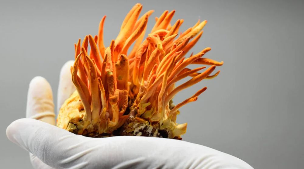 What Temperature Can Cordyceps Survive