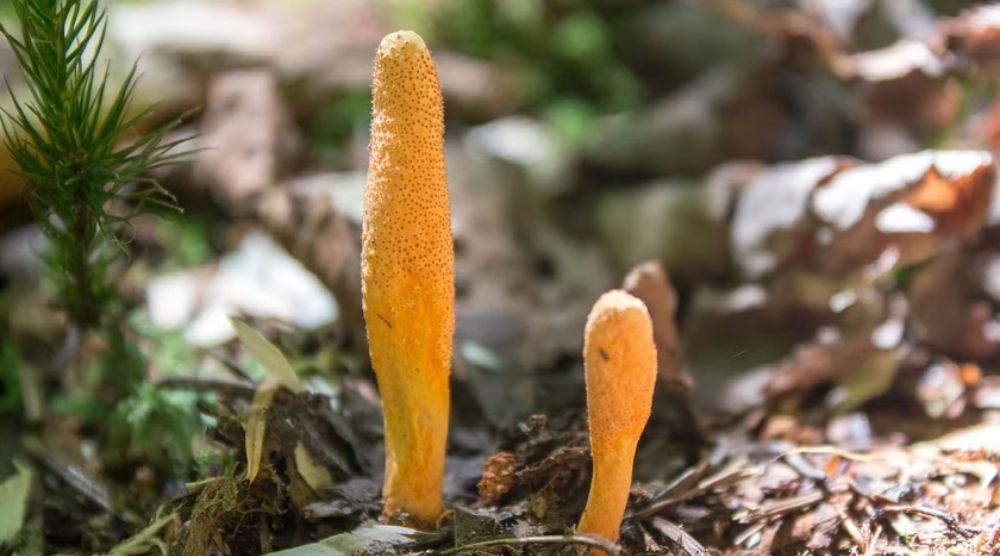 What Temperature Can Cordyceps Survive