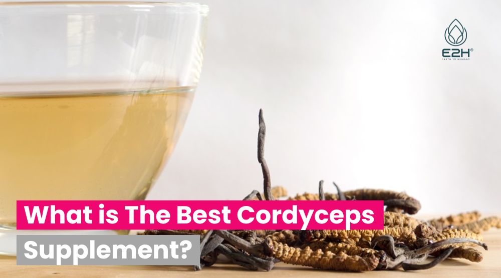 What is The Best Cordyceps Supplement