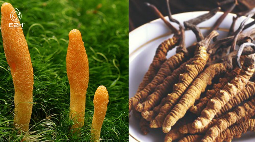 What is The Best Cordyceps Supplement