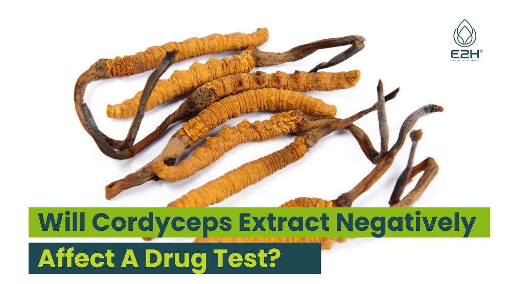 Will Cordyceps Extract Negatively Affect A Drug Test?