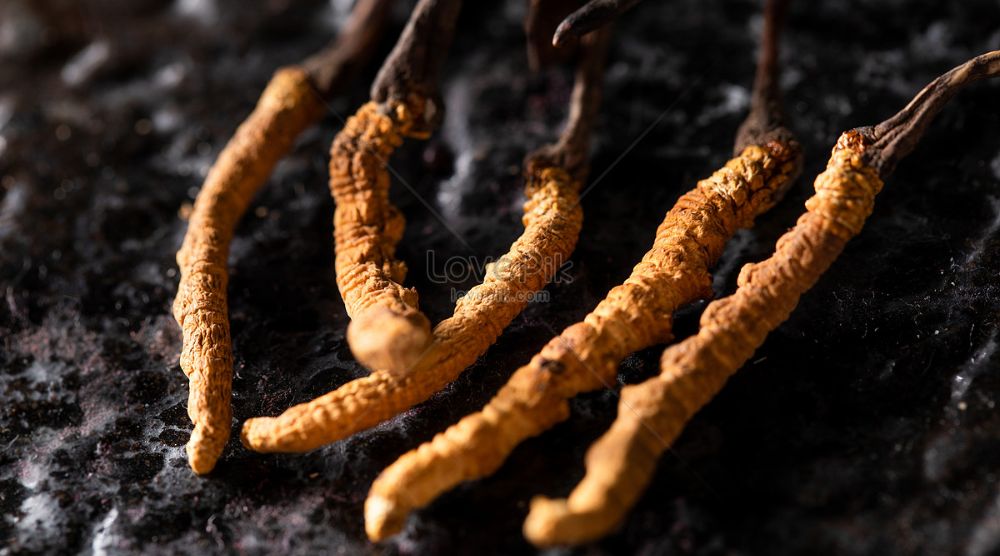 Will Cordyceps Extract Negatively Affect A Drug Test