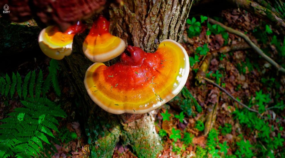 Health Benefits Of Natural Reishi Mushroom Liquid Extract