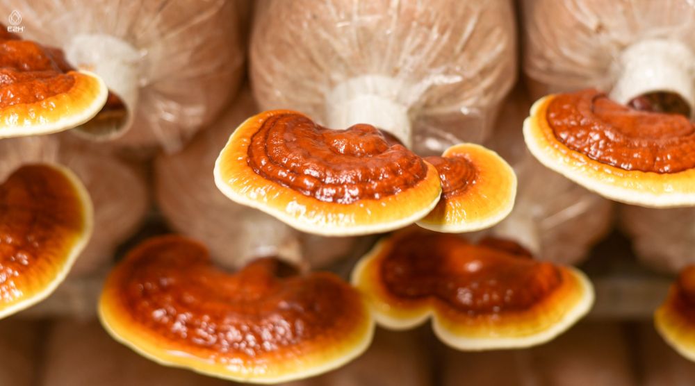 Health Benefits Of Natural Reishi Mushroom Liquid Extract