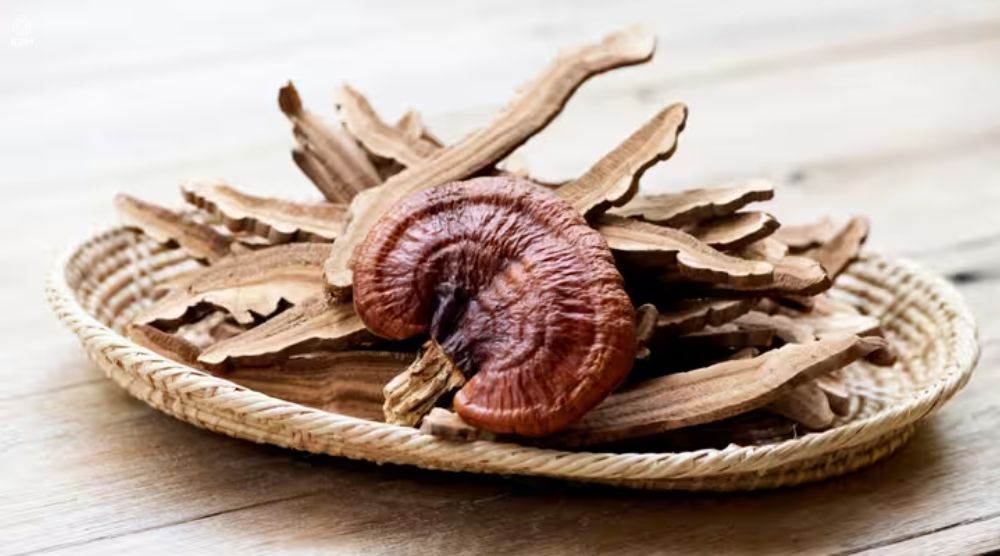 How To Cook Reishi Mushroom