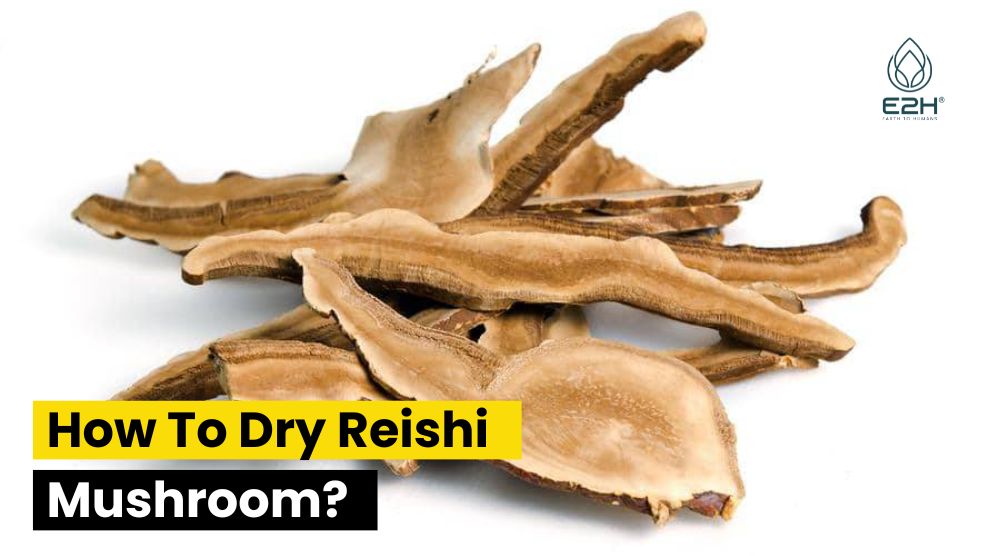 How To Dry Reishi Mushroom