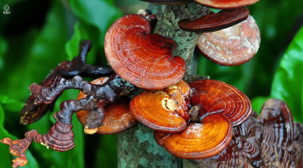 How To Eat Reishi Mushroom