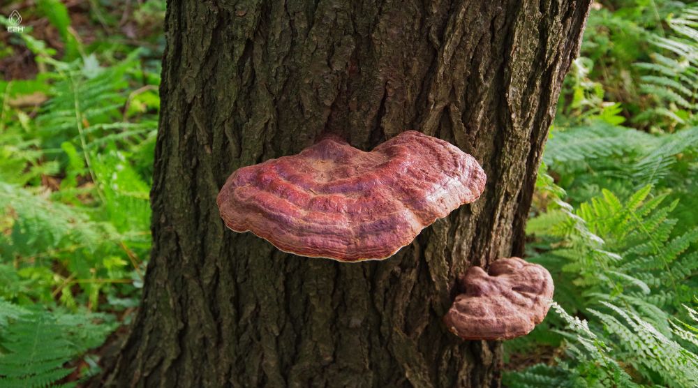 How To Eat Reishi Mushroom