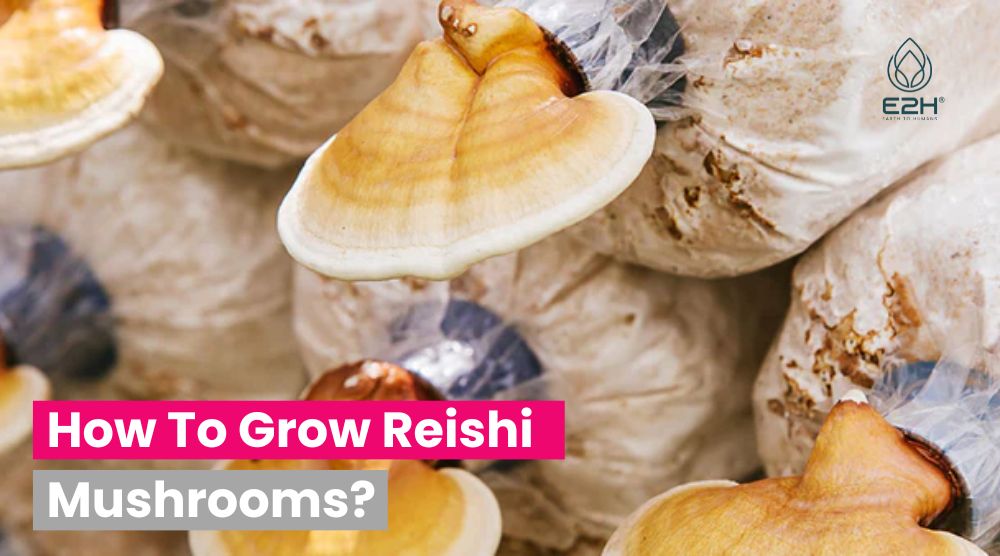 How To Grow Reishi Mushrooms? - Wellness Blog Articles From E2H Earth ...