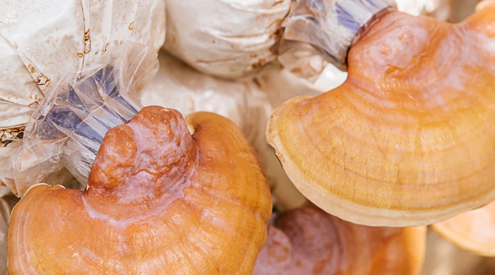 How To Grow Reishi Mushrooms