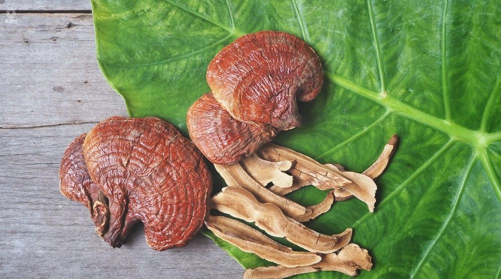 How To Grow Reishi Mushrooms