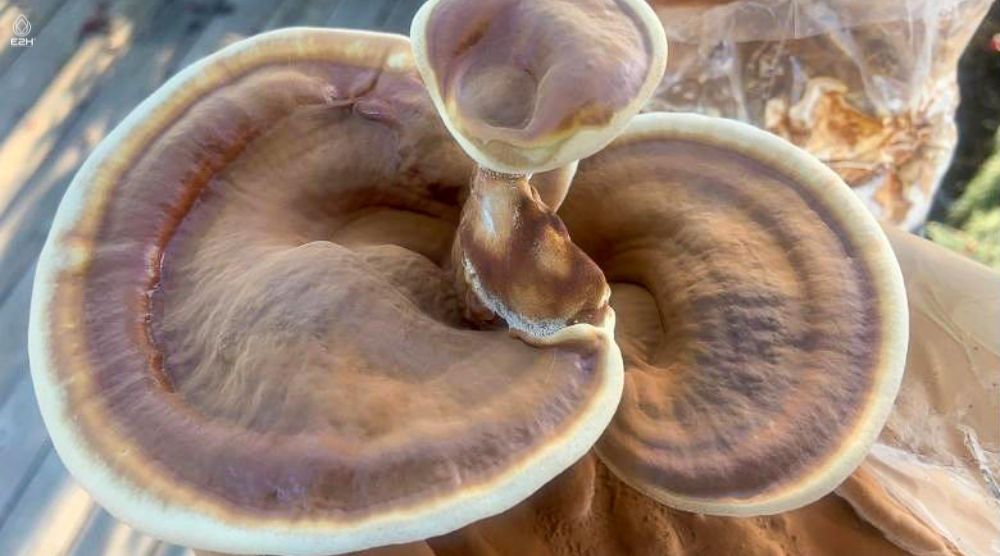 How To Grow Reishi Mushrooms