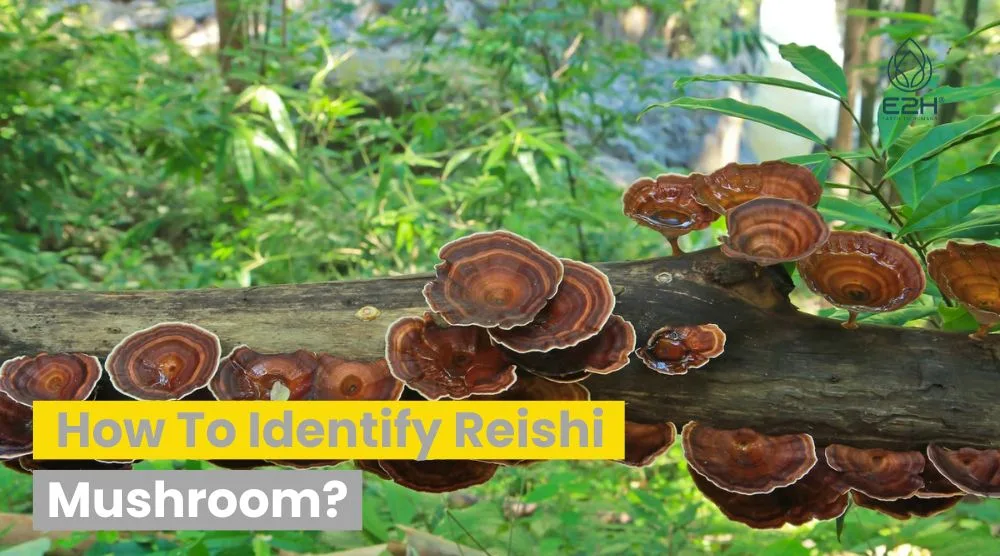 How To Identify Reishi Mushroom? - Wellness Blog Articles From E2H ...