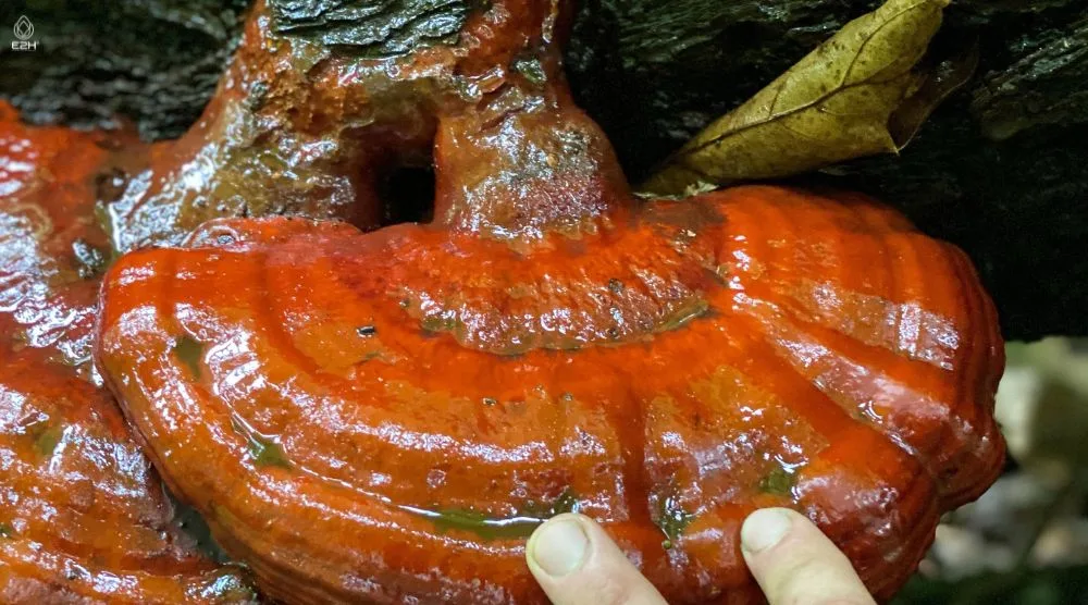 How To Identify Reishi Mushroom