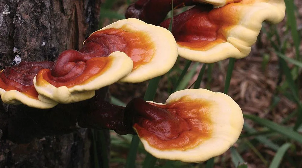 How To Identify Reishi Mushroom