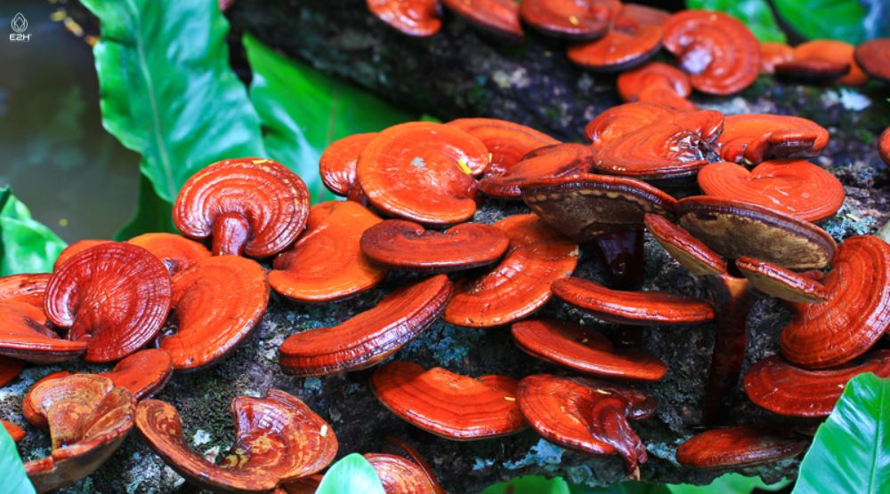 How To Prepare Reishi Mushroom