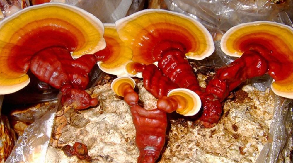 How To Prepare Reishi Mushroom