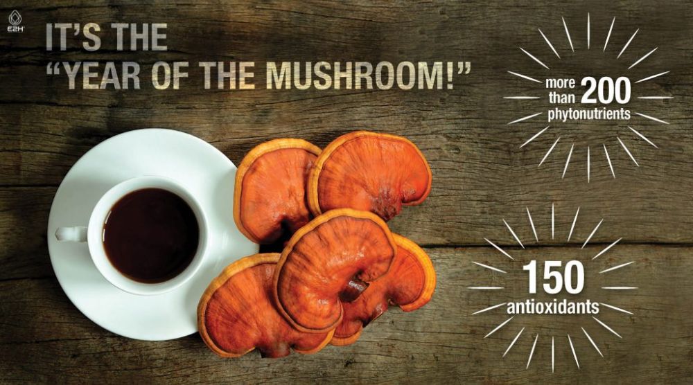 How To Prepare Reishi Mushroom