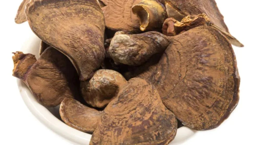 How To Use Dried Reishi Mushroom