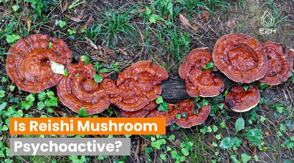 Is Reishi Mushroom Psychoactive