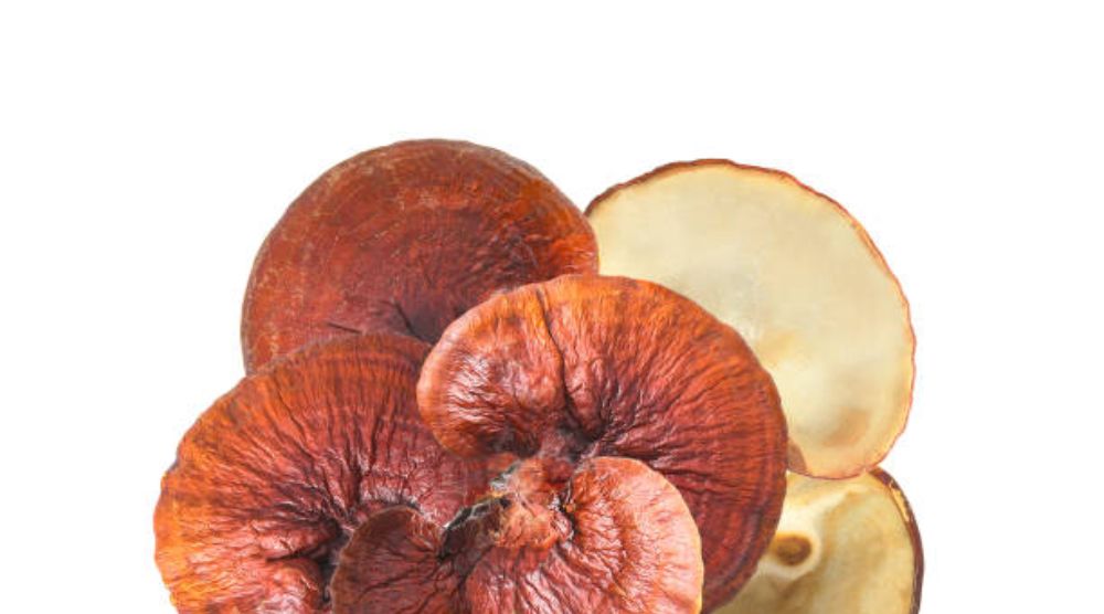 Is Reishi Mushroom Psychoactive