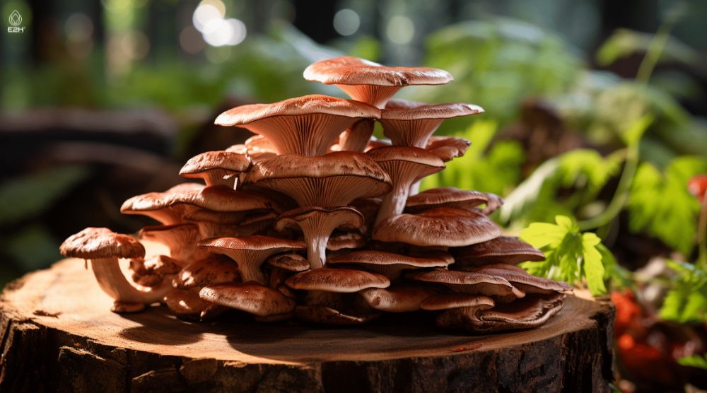 Is Reishi Safe During Pregnancy