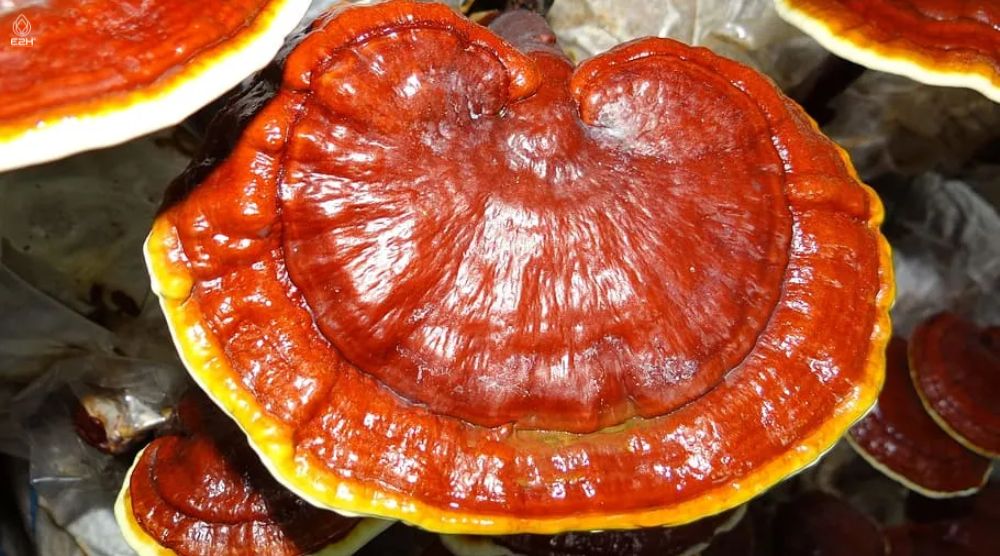 Is Reishi Safe While Breastfeeding