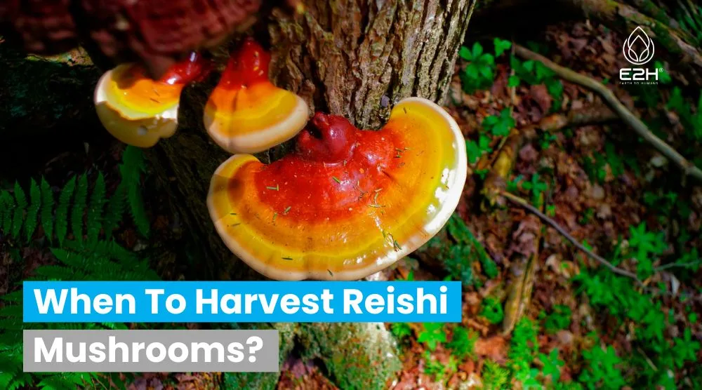 When To Harvest Reishi Mushroom