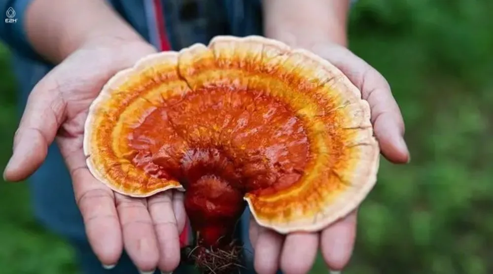 When To Harvest Reishi Mushroom