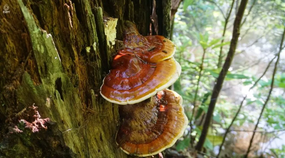 When To Harvest Reishi Mushroom