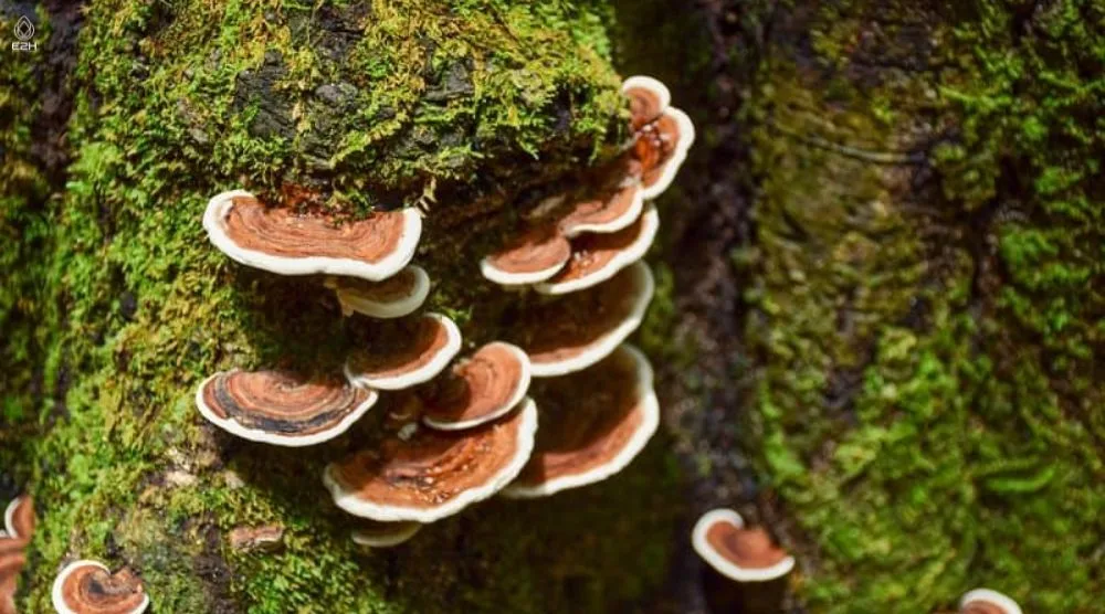 When To Harvest Reishi Mushroom