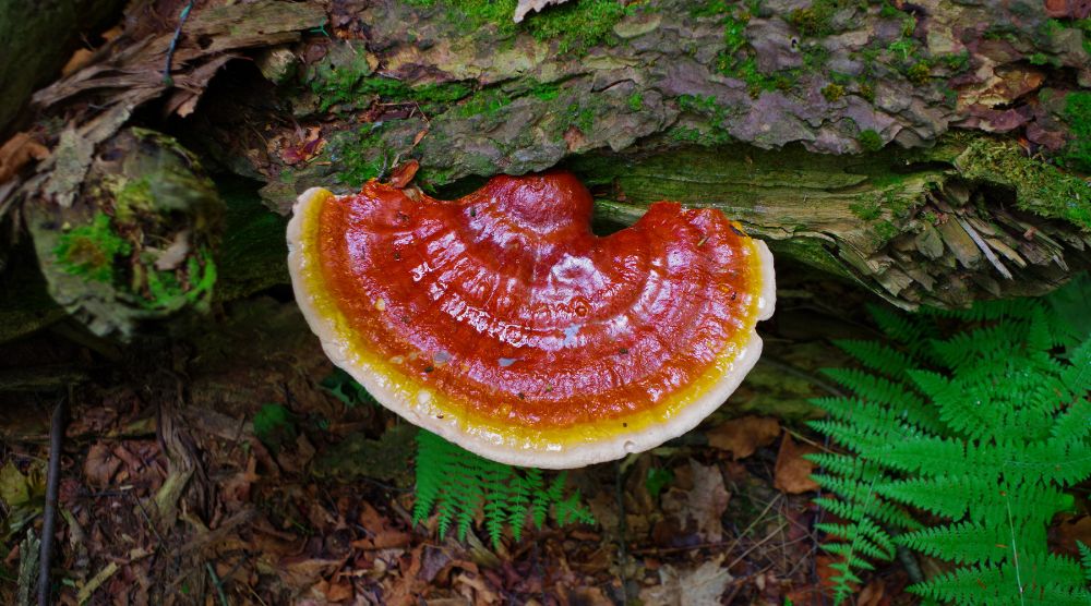 Where To Buy Reishi Mushroom Supplements