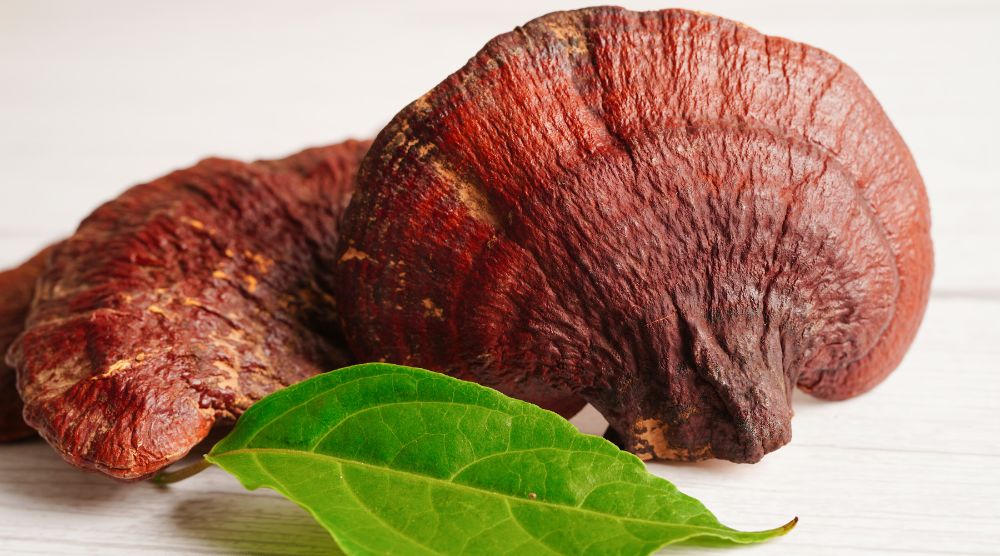 Where To Buy Reishi Mushroom Supplements