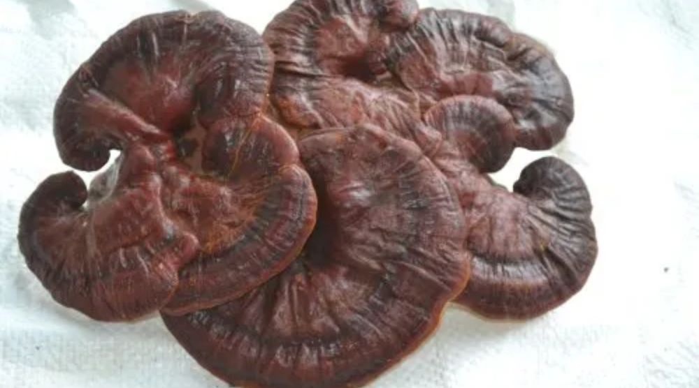 When To Take Reishi Mushrooms