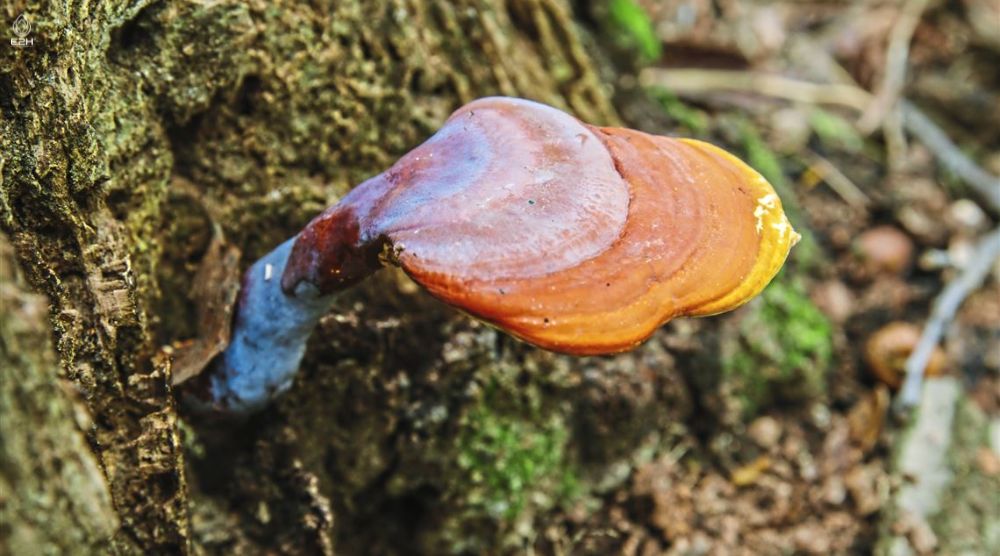 When To Take Reishi Mushrooms