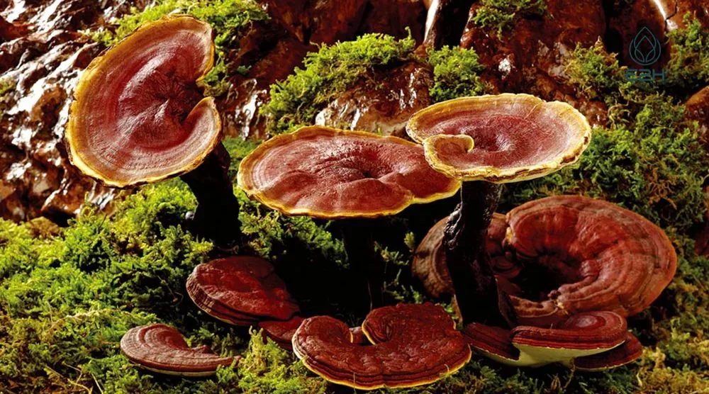 Are Reishi Mushrooms Legal