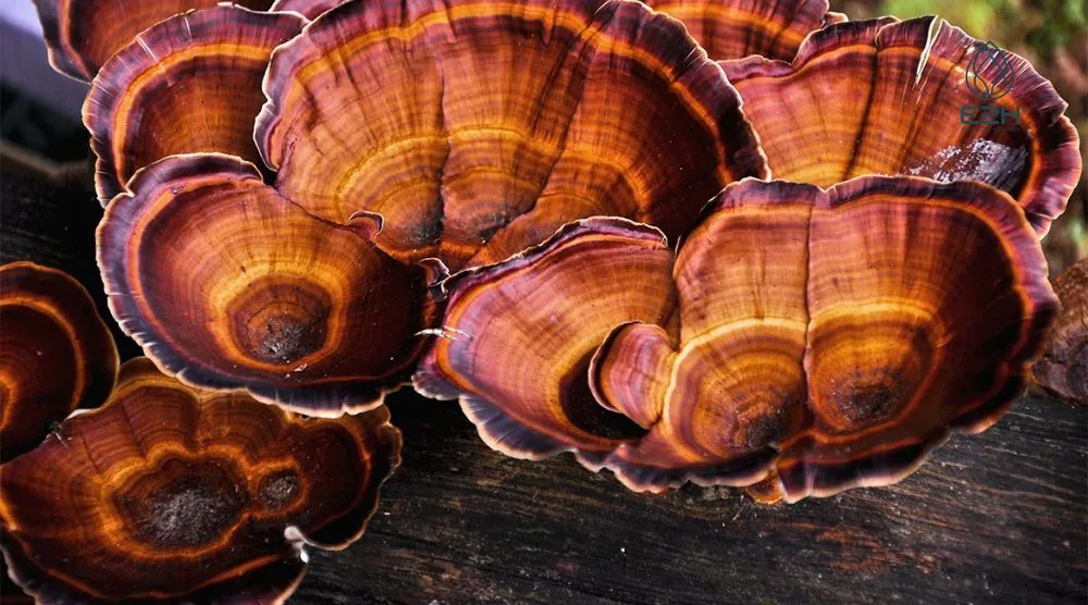 Are Reishi Mushrooms Legal