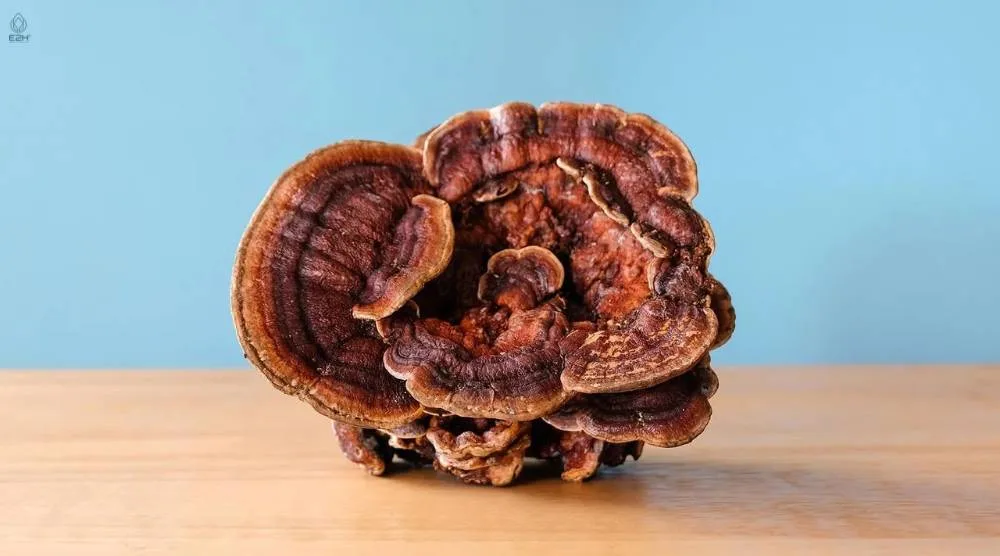 Are There Any Known Allergic Reactions To Reishi Extract