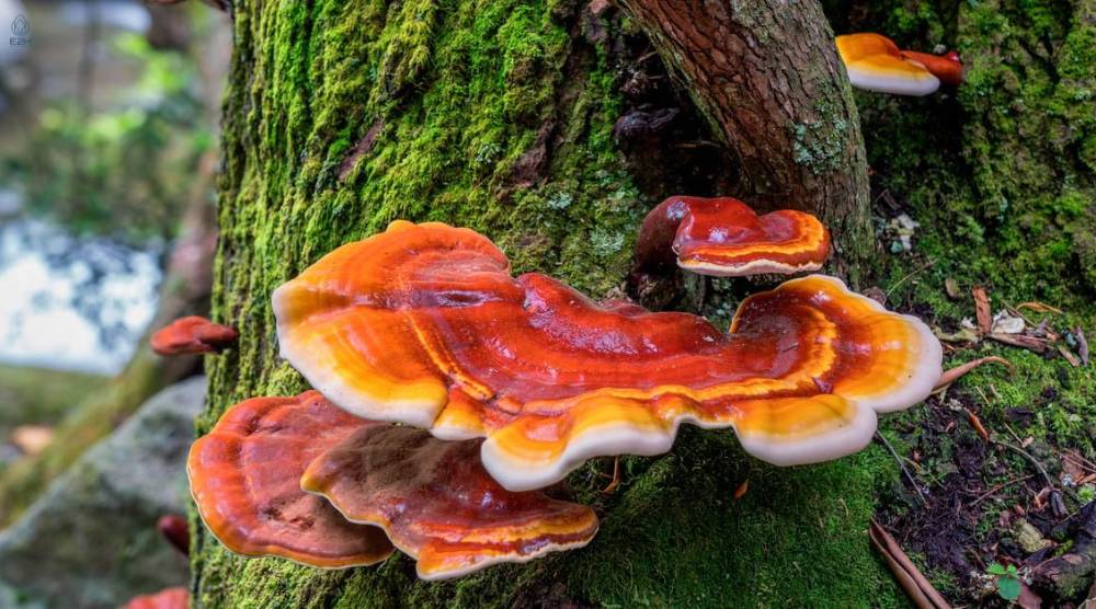 Are There Different Types Of Reishi Extract