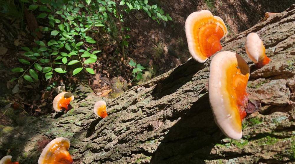 Are There Different Types Of Reishi Extract