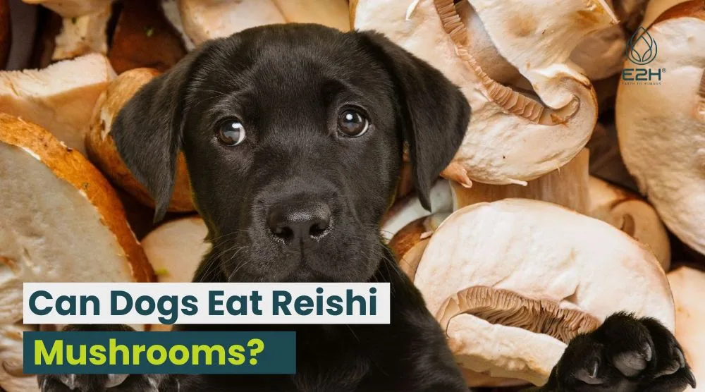 Can Dogs Eat Reishi Mushrooms