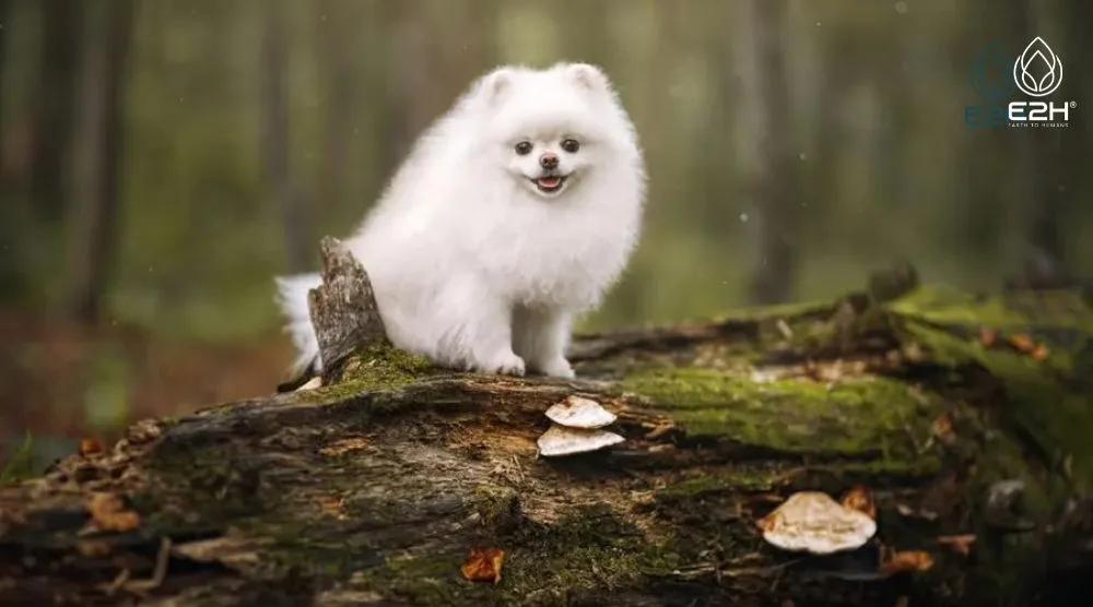 Can Dogs Eat Reishi Mushrooms