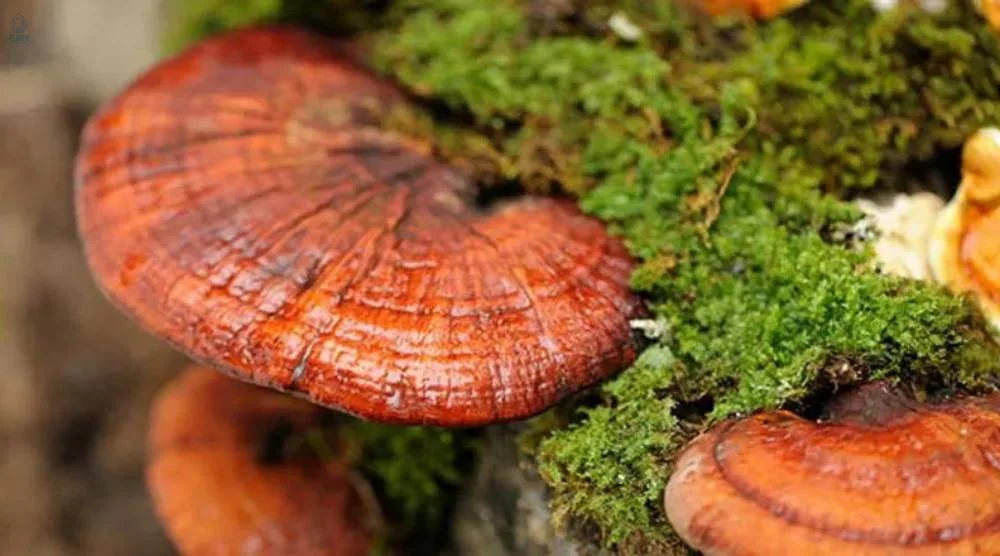 Can Natural Reishi Mushroom Extract Be Added To Recipes