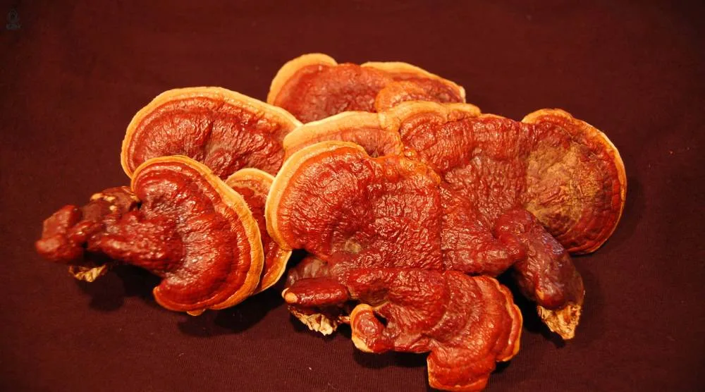 Can Natural Reishi Mushroom Extract Be Added To Recipes