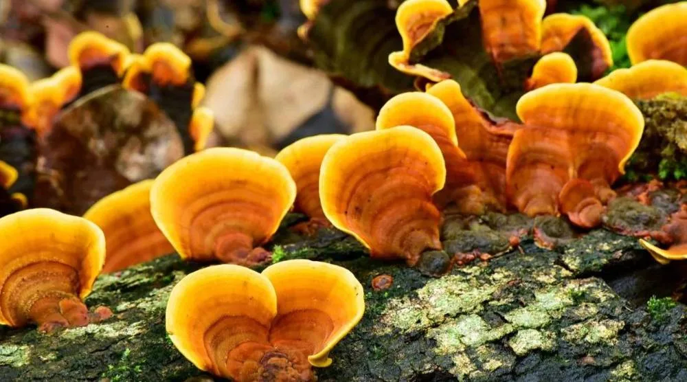 Can Natural Reishi Mushroom Extract Be Added To Recipes