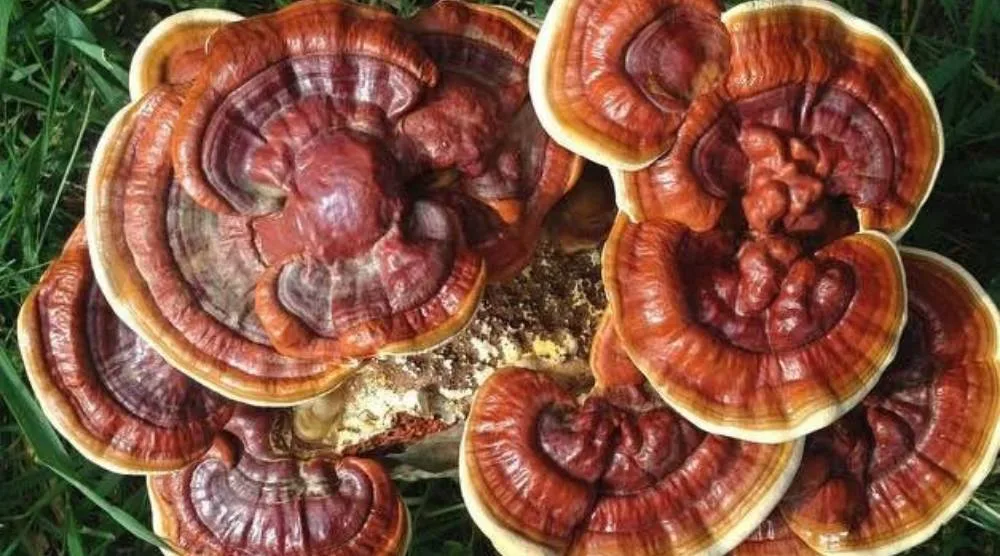 Can Reishi Extract Aid In Weight Management