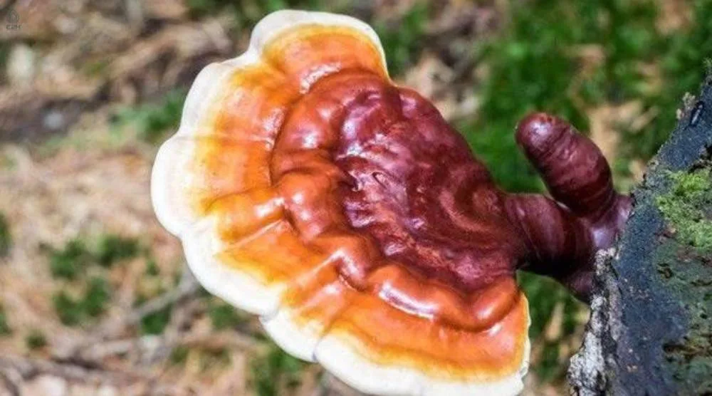 Can Reishi Extract Aid In Weight Management