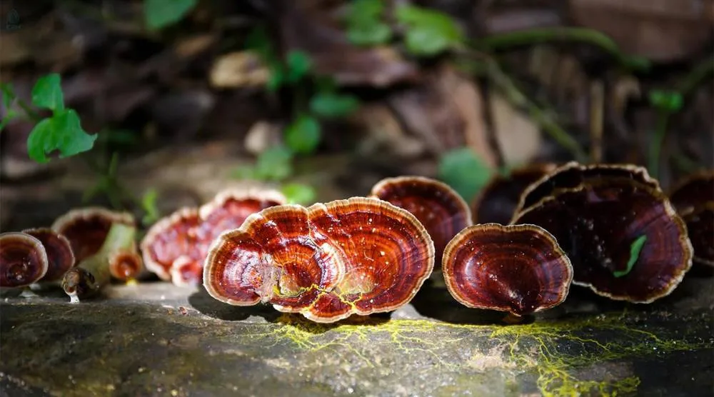 Can Reishi Extract Improve Mental Clarity And Focus