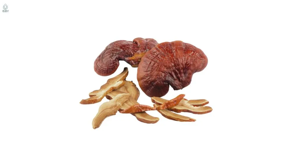 Can Reishi Extract Support Liver Health