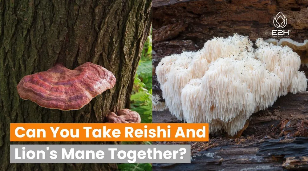 Can You Take Reishi And Lion's Mane Together